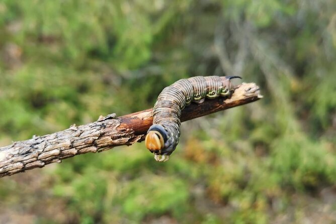 2-Day Small-Group Basic Skills Survival Course in Södermanland - Foraging and cooking: turning food reality into a plan