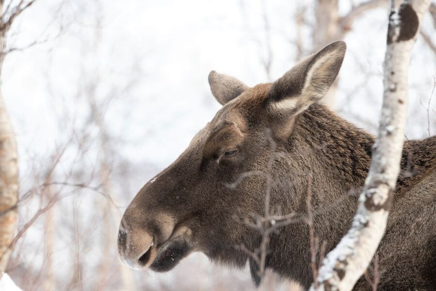 Abisko: Wilderness Snowshoe Hike - Walking through Arctic birch forest, reading tracks like a local
