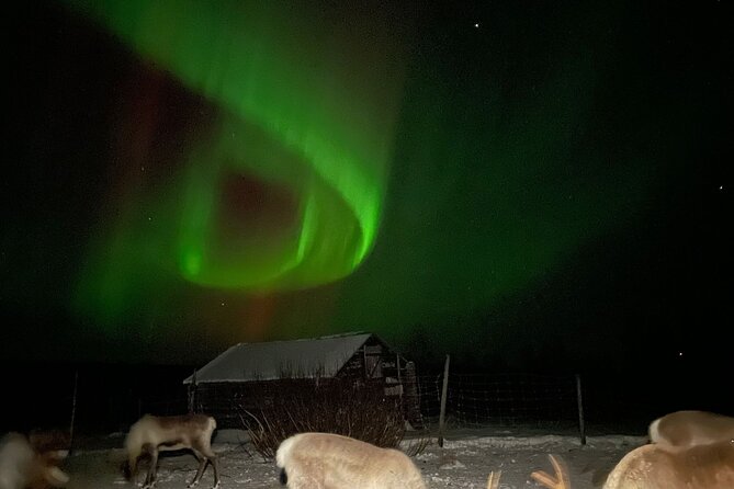 Arctic Adventure with Reindeer and Northern Lights Hunt 18:30 pm - Kiruna to Övre-Soppero: the polar night drive that sets the mood
