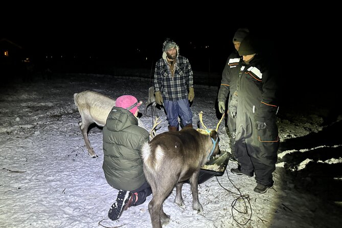 Arctic Adventure with Reindeer and Northern Lights Hunt 18:30 pm - Feeding reindeer in the Arctic: what you are really doing