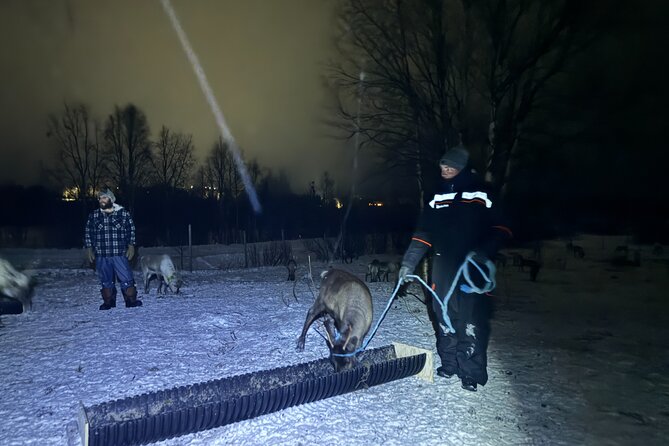 Arctic Adventure with Reindeer and Northern Lights Hunt 18:30 pm - Your guide experience: small group energy, different personalities