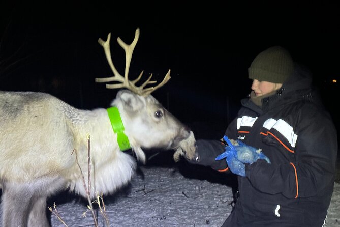Arctic Adventure with Reindeer and Northern Lights Hunt 18:30 pm - Price and value: why $250 can work