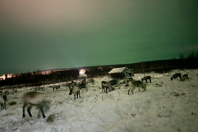 Arctic Adventure with Reindeer and Northern Lights Hunt 18:30 pm - What to wear for 5 hours of cold success