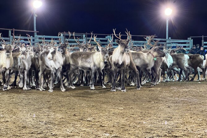 Arctic Adventure with Reindeer and Northern Lights Hunt 18:30 pm - Who should book this, and who might want a different focus