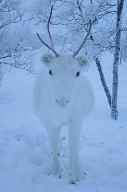 Arctic Dream - Snowmobile Safari to Lapland Viewpoint - Timing and language: what a smooth day looks like in practice
