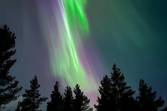 Aurora Hunting with Reindeer Caravan - First Contact With the Herd: Feeding, White Moss, and Calm