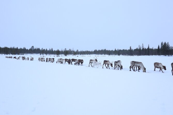 Aurora Hunting with Reindeer Caravan - Dinner by the Fire: Traditional Tent Warmth and Reindeer Food
