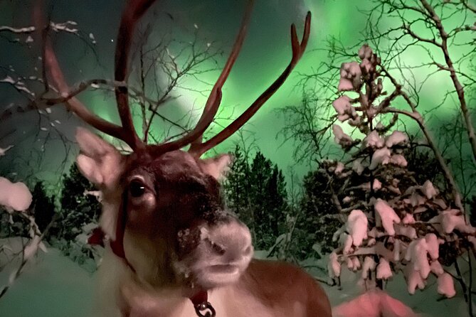Aurora Hunting with Reindeer Caravan - Who Should Book This Reindeer Caravan Tour