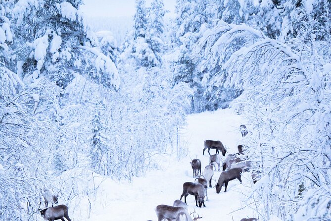 Aurora Hunting with Reindeer Caravan - Tips to Make Your Evening Better