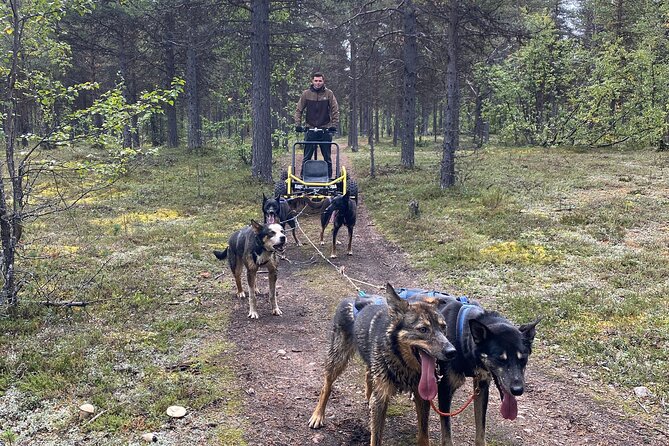 Autumn Husky Sit and Drive Cart Tour from Kiruna - Autumn husky carts, even when there is no snow in sight