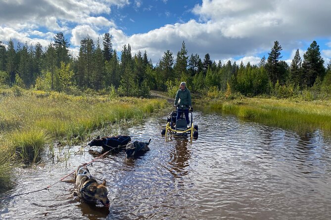 Autumn Husky Sit and Drive Cart Tour from Kiruna - Arriving at Husky Tours Lapland, Svappavaara