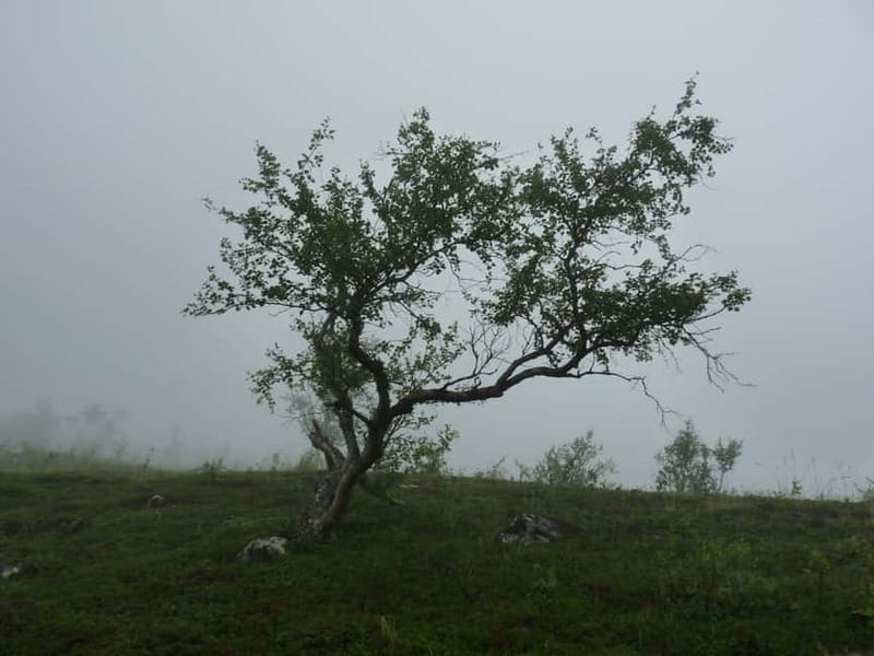 Bloody Stockholm: ghosts, horror and dark folklore 2h - Nordic Creatures You’ll Hear About, from Mylingar to Näcken