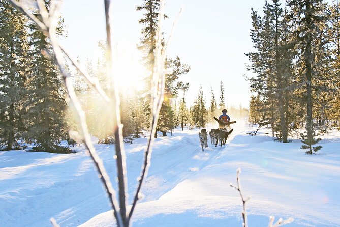 Dogsled Adventure Kiruna - Key things I’d clock before you go