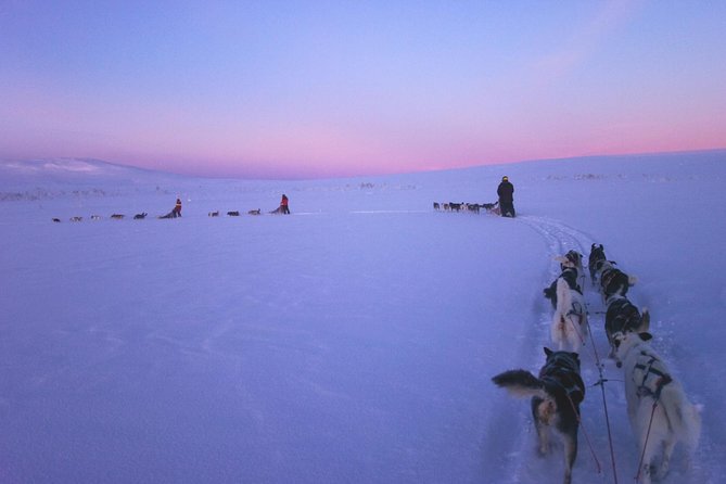 Dogsled Adventure Kiruna - First, Know What This Kiruna Sled-Dog Safari Really Is