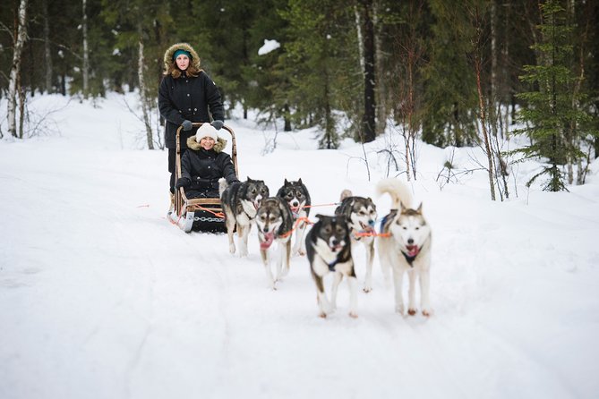 Dogsled Adventure Kiruna - Riding in the Guide’s Sled, and the Choice You Might Have