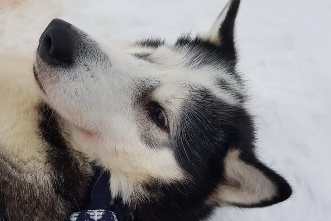 Dogsled Adventure Kiruna - How Long Is the Ride, and Does It Match the Price?