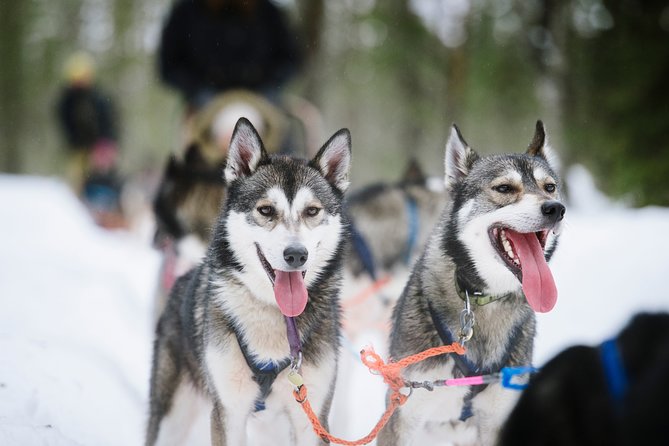Dogsled Adventure Kiruna - What You’ll Notice About the Dogs (And Why It’s Not Just Cute)