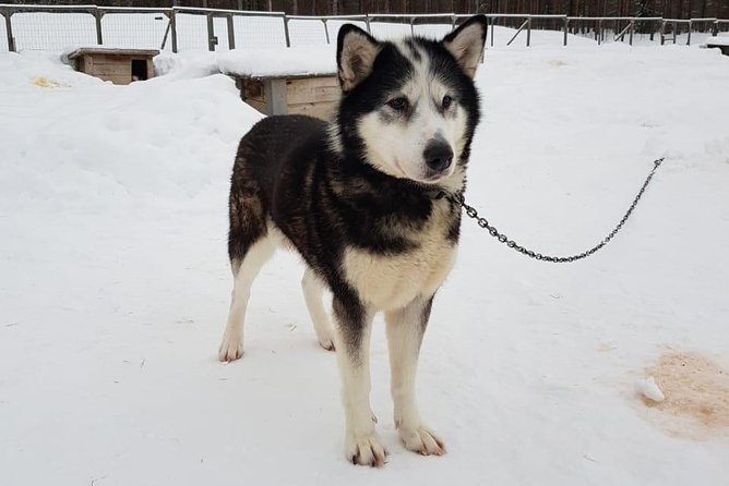 Dogsled Adventure Kiruna - What to Wear in Swedish Winter: Your Comfort Depends on It