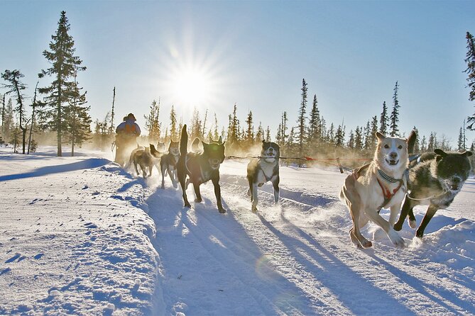 Dogsled Adventure Kiruna - The Dog Intro: Why the Pre-Ride Talk Is the Whole Point