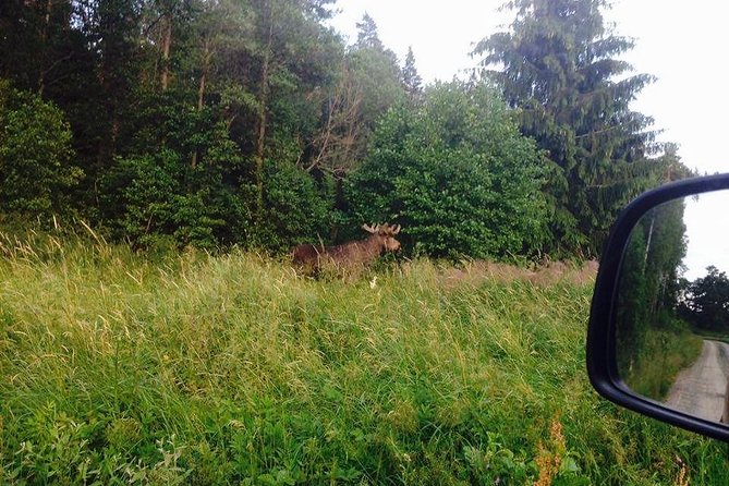 Evening Wildlife Safari from Stockholm - Midsummer meal at the outdoor camp, then a wildlife briefing