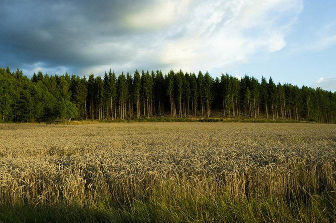 Evening Wildlife Safari from Stockholm - The 15-minute forest hike and the Viking rune stones moment