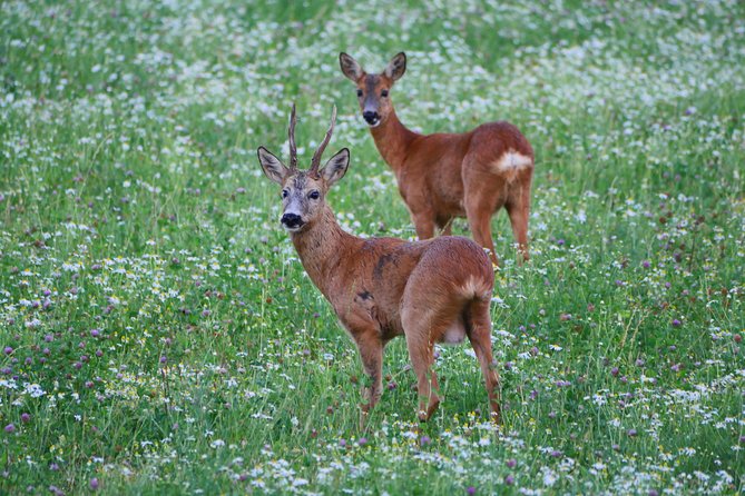 Evening Wildlife Safari from Stockholm - Dinner details, including common Swedish favorites