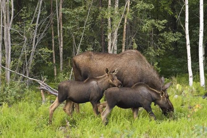 Evening Wildlife Safari from Stockholm - Who should book this safari from Stockholm