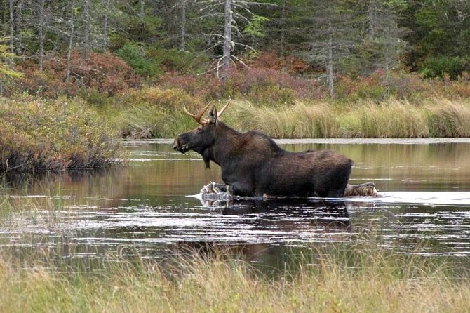 Evening Wildlife Safari Stockholm - Price and value: is $165.65 a good deal?