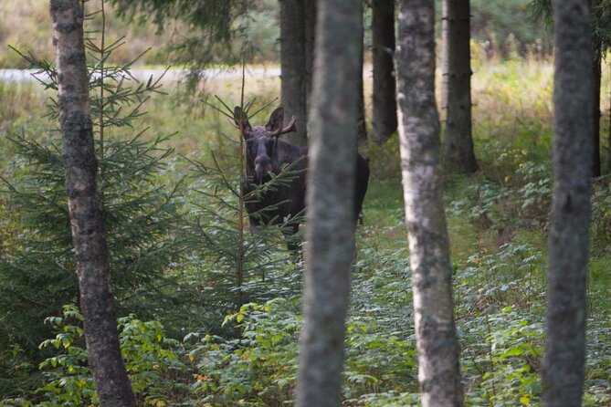 Evening Wildlife Safari Stockholm - Wildlife spotting reality check: you will get trained, not just luck