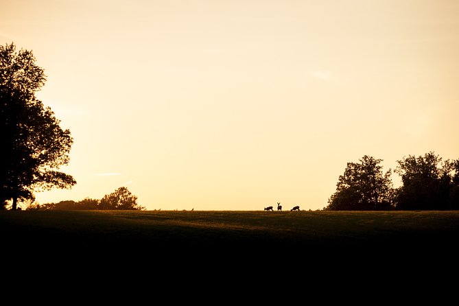 Evening Wildlife Safari Stockholm - Start at Tideliusgatan: simple logistics for a night out