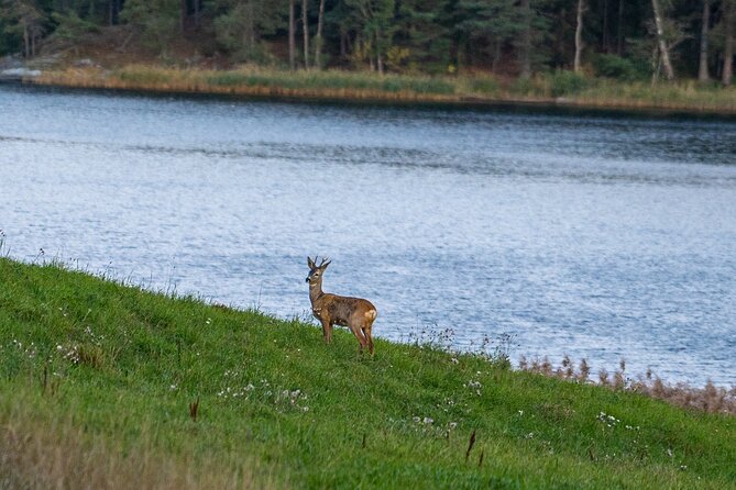 Evening Wildlife Safari with Campfire Dinner from Stockholm - Key things I’d bank on before you go