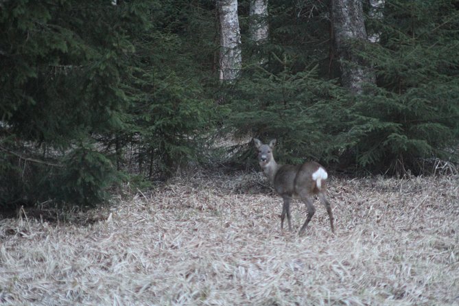 Evening Wildlife Safari with Campfire Dinner from Stockholm - Animal spotting and the dusk safari: what to expect, and how to help your guide