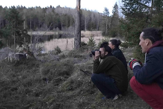 Evening Wildlife Safari with Campfire Dinner from Stockholm - What your guide teaches in the forest (and why it makes the night better)