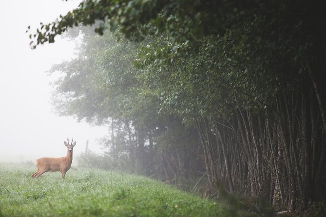 Evening Wildlife Safari with Campfire Dinner from Stockholm - Price and value: what $166.76 buys you in Stockholm time