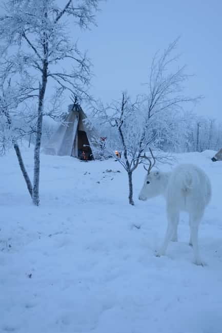 Experience the majestic Auroras Kiruna-Abisko & lodge dinner - Photos provided: what that means for your aurora chances