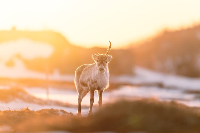 Explore the Norwegian Fjords and the Wildlife From Abisko - Leaving Abisko: Hotel Pickup and a 10:00 am Start That Actually Fits a Day