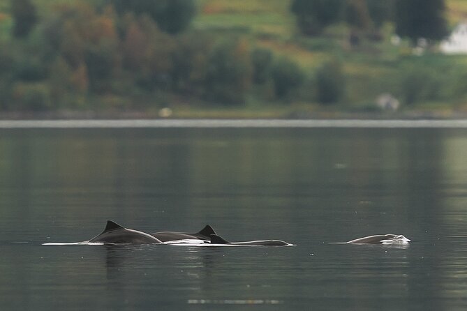 Explore the Norwegian Fjords and the Wildlife From Abisko - Meet Jesús and the Small-Group Spotting Style