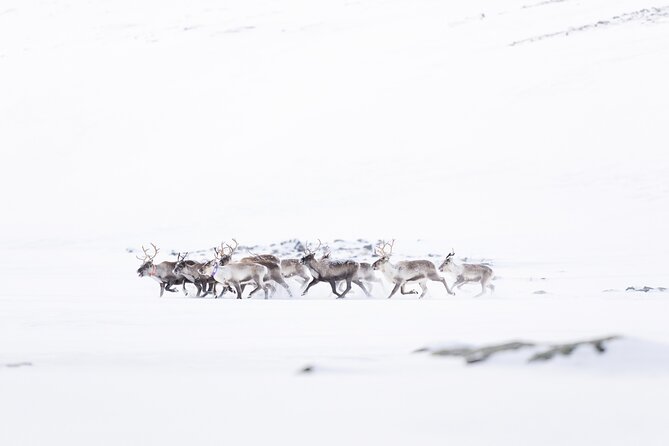 Explore the Norwegian Fjords and the Wildlife From Abisko - What 6 Hours Feels Like on the Fjords Route