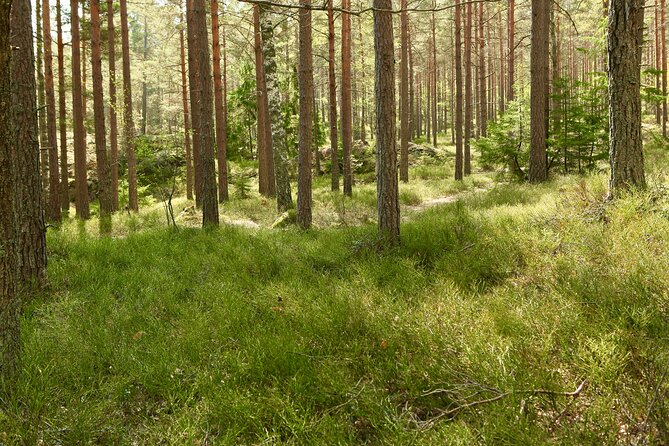 Forestbathing Slow Walking and Healing Spring Water, Stockholm - Following Forest Trails Around a Small Lake