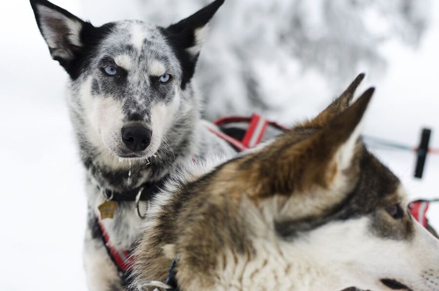 From Abisko: Dog Sledding Excursion to Kiruna with Fika - Key things you should care about