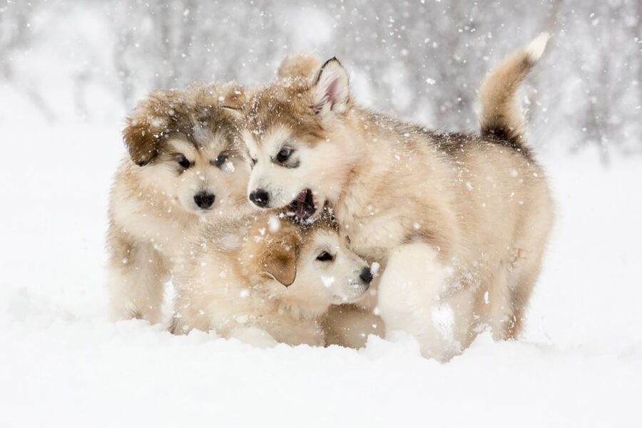 From Abisko: Dog Sledding Excursion to Kiruna with Fika - The 10-12 km sled circuit: what the ride really feels like