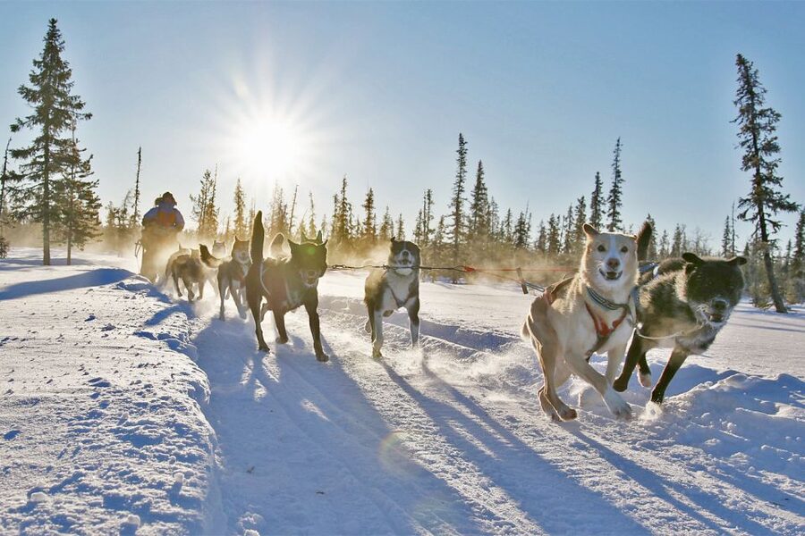 From Abisko: Dog Sledding Excursion to Kiruna with Fika - Mid-ride Fika at the remote camp: warmth on purpose