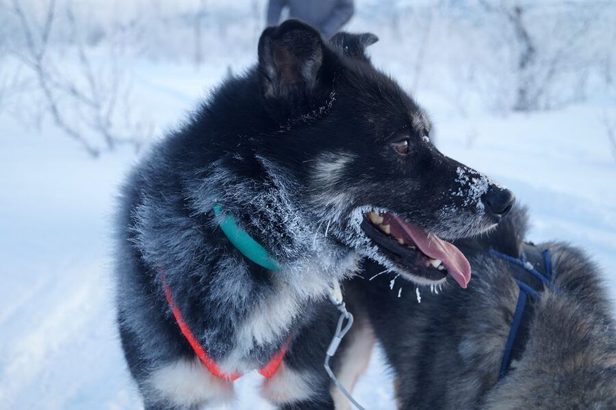 From Abisko: Dog Sledding Excursion to Kiruna with Fika - Who should book this dog sledding with Fika