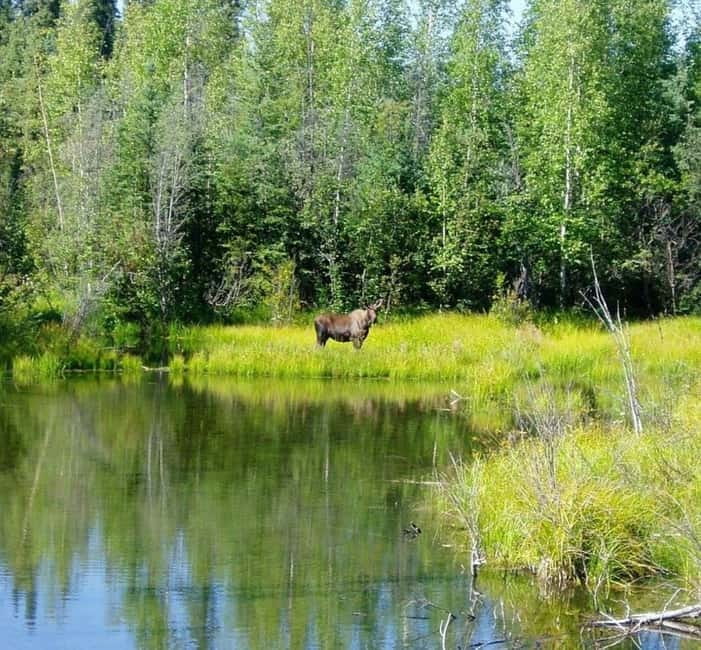 From Stockholm: Moose & Wildlife Safari with Campfire Dinner - Campfire dinner with Swedish animal stories that make spotting easier
