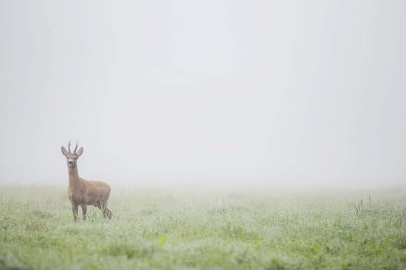 From Stockholm: Moose & Wildlife Safari with Campfire Dinner - The night walk: tracks, signs, and the quiet art of looking