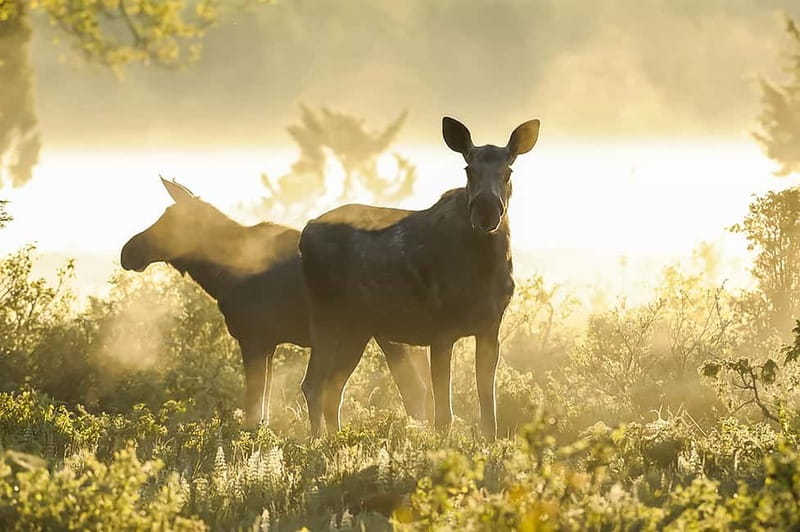 From Stockholm: Moose & Wildlife Safari with Campfire Dinner - Driving between hotspots after dark, with torches when it matters