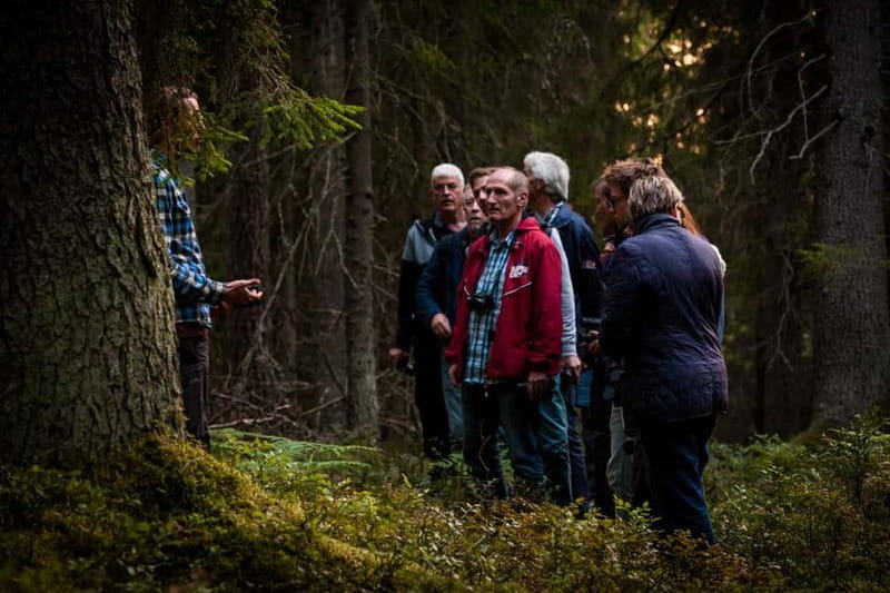 From Stockholm: Moose & Wildlife Safari with Campfire Dinner - What animals you can realistically expect, including moose