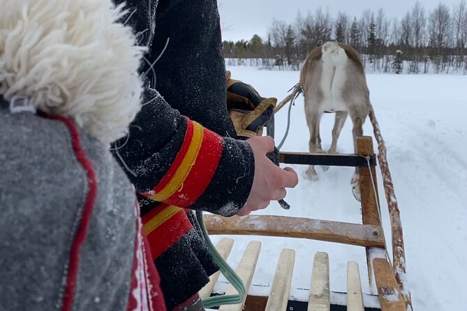 Full-Day Reindeer Tour with Pickup in Kiruna - Reindeer Sledding on a 1 km Track, With Options