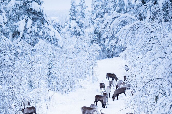 Full-Day Reindeer Tour with Pickup in Kiruna - What You Should Bring, and What They May Provide