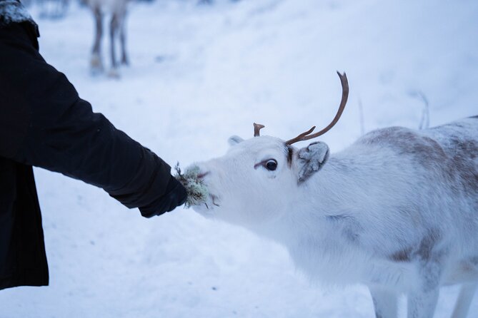 Full-Day Reindeer Tour with Pickup in Kiruna - Price and Value: $309.21 for a Full Day With Real Involvement